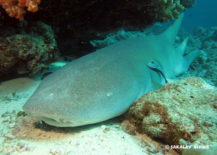 liveaboard dive cruise Nosy Be Madagascar